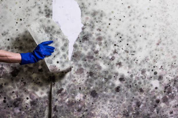 Best Bathroom Mold Remediation in Lebanon, KY